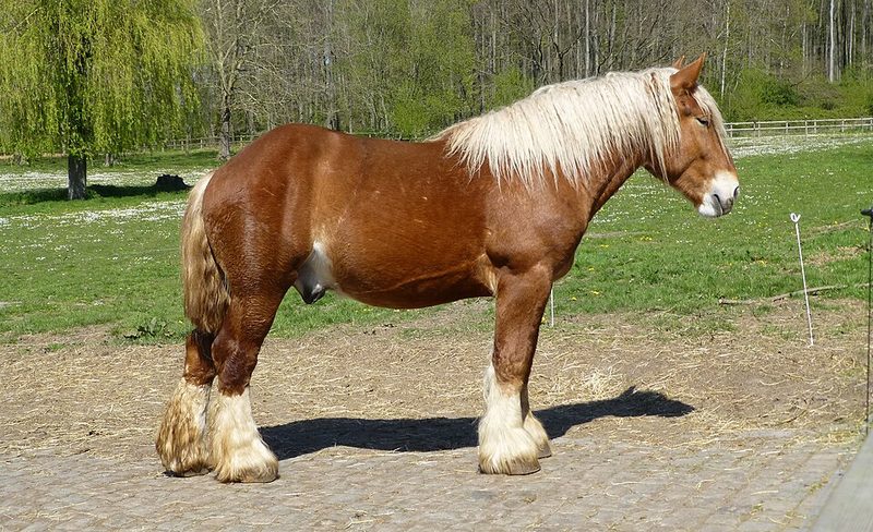 Belgian