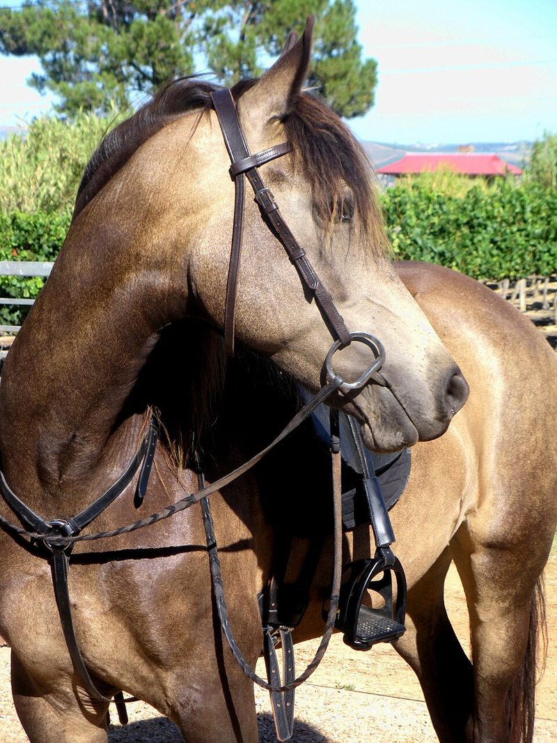 Boer