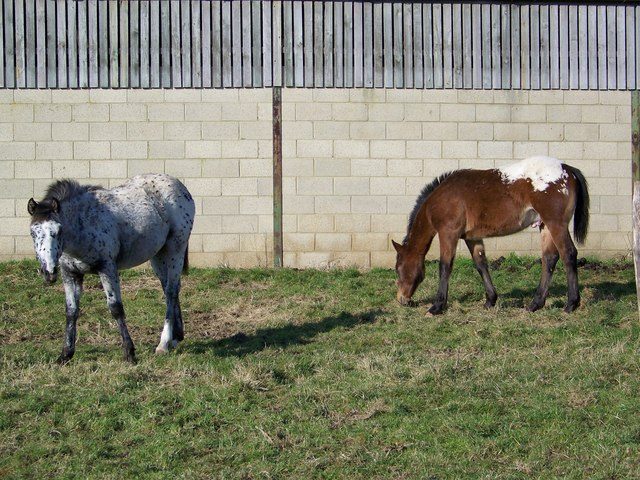 British Appaloosa