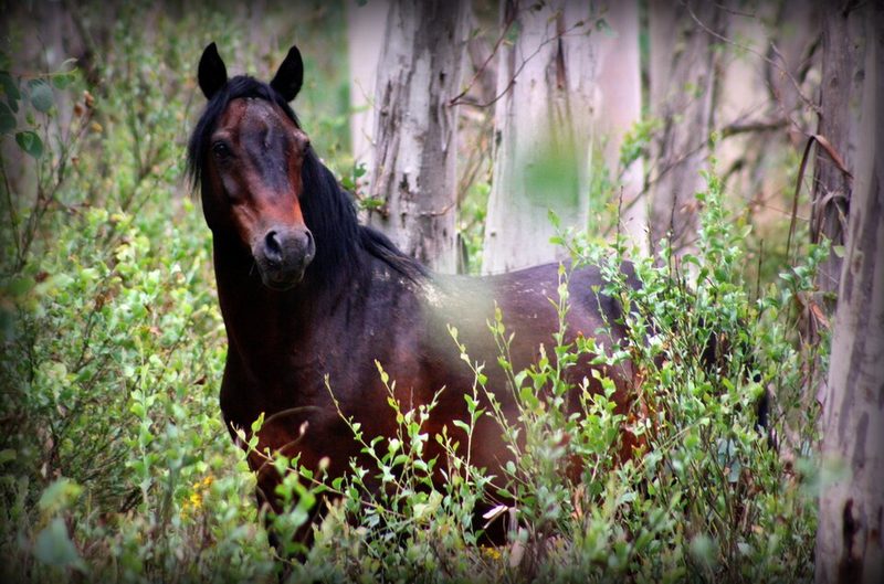 Brumby
