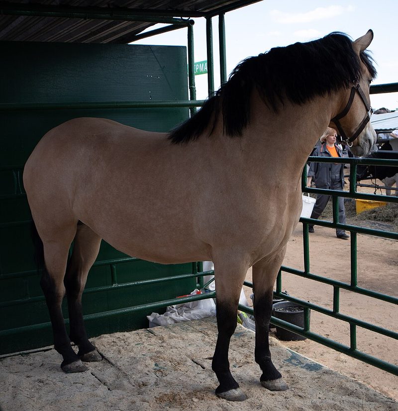 Byelorussian Harness
