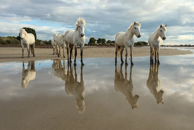Camargue