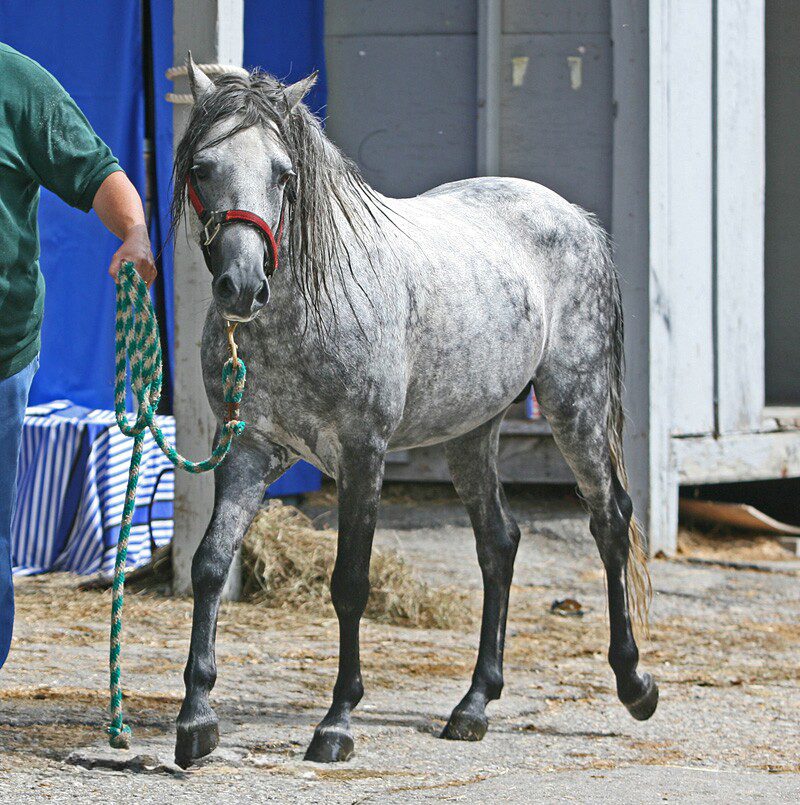 Caspian