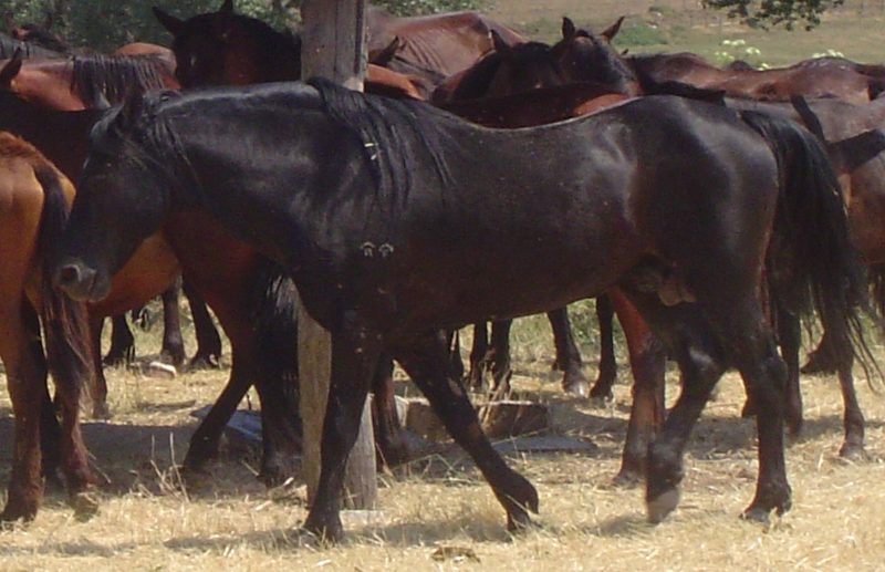 Cavallo Romano della Maremma Laziale