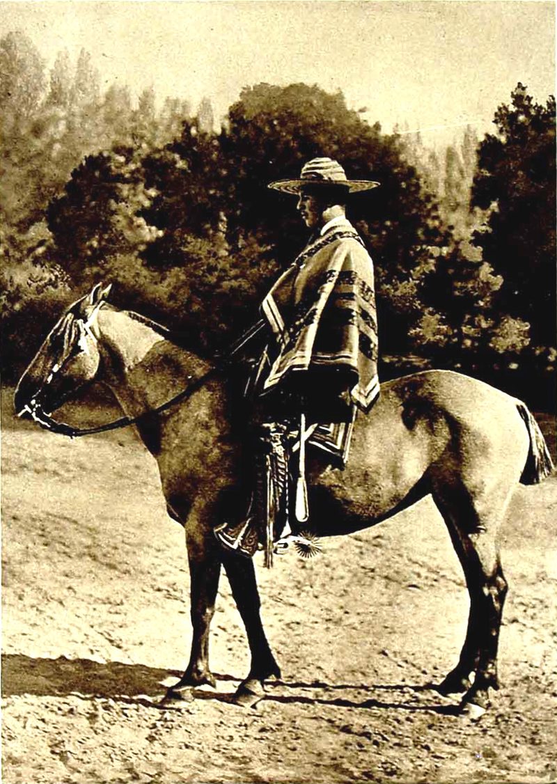 Chilean Corralero