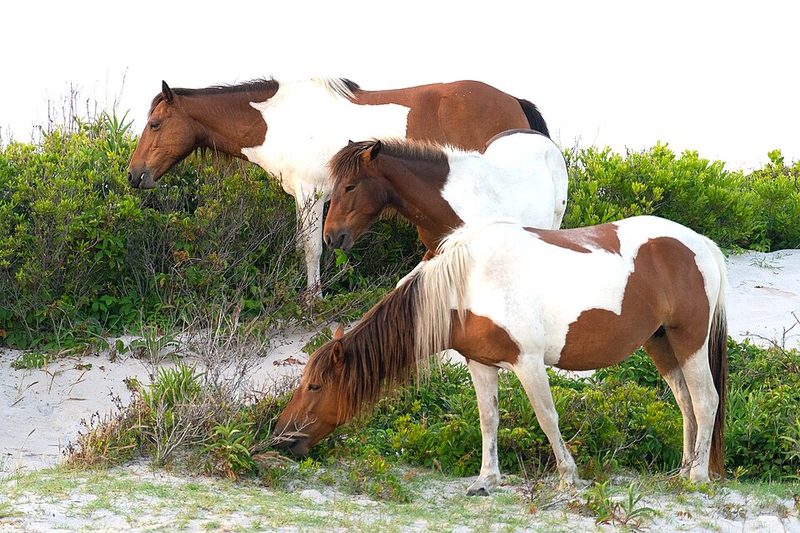Chincoteague
