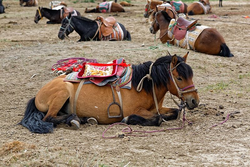 Chinese Mongolian