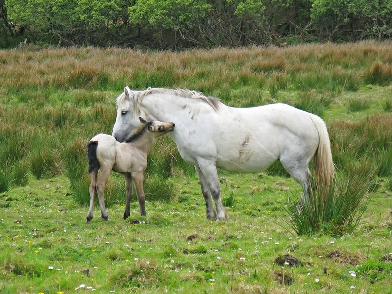 Connemara