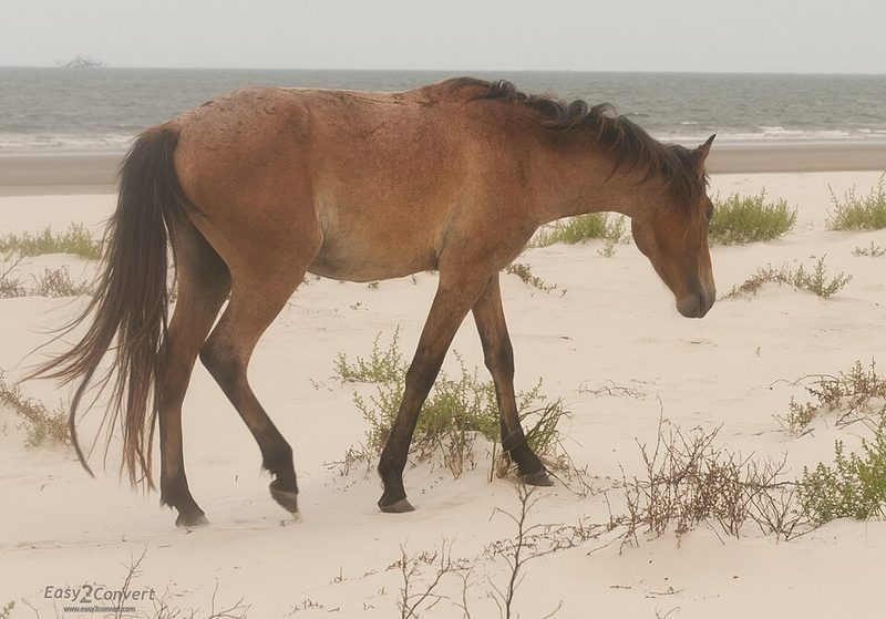 Cumberland Island