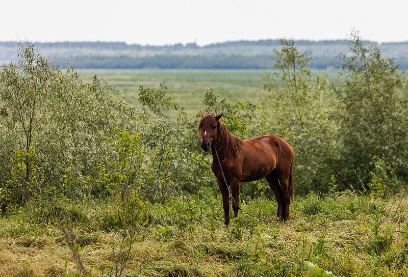 Danube Delta