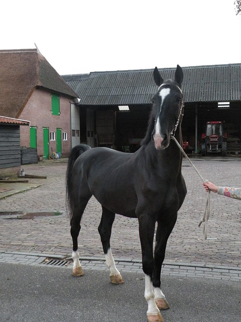 Dutch Harness