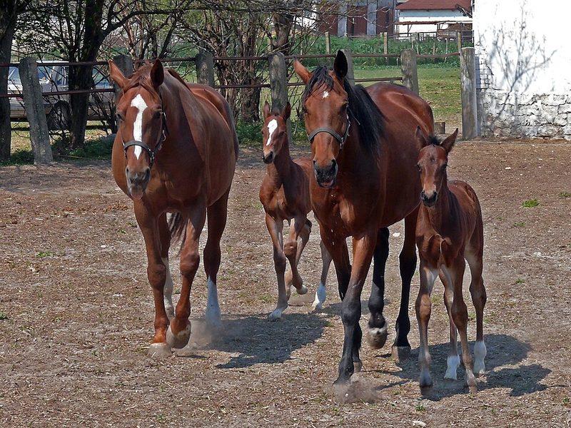 East Bulgarian