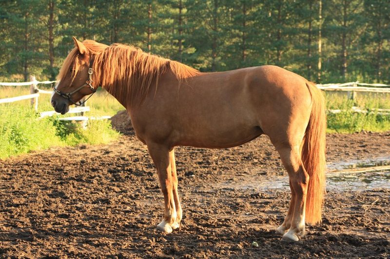 Finnhorse