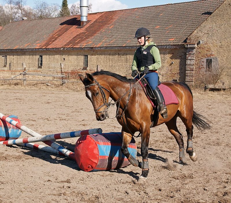 Finnish Warmblood