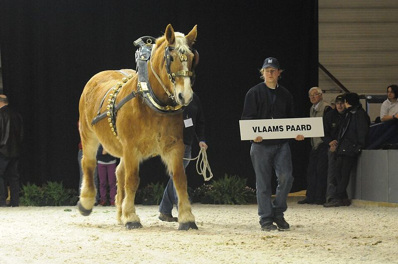 Flemish