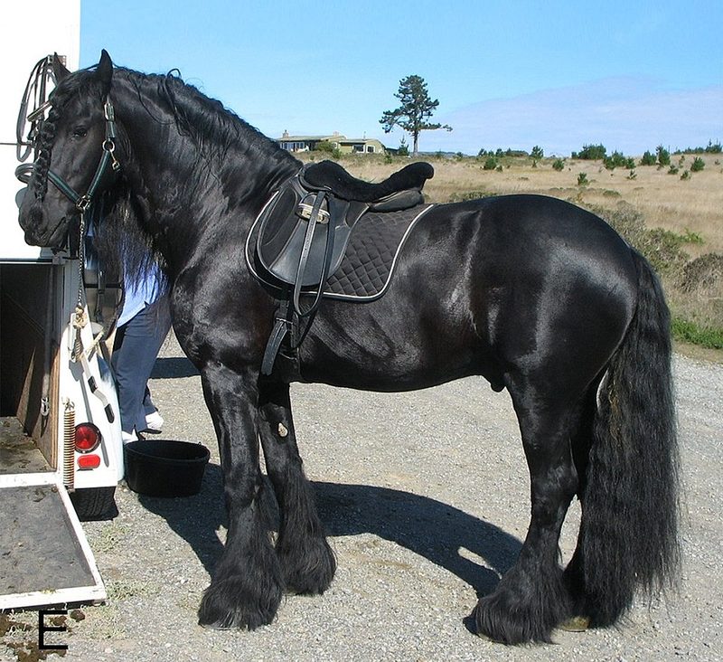 Frison