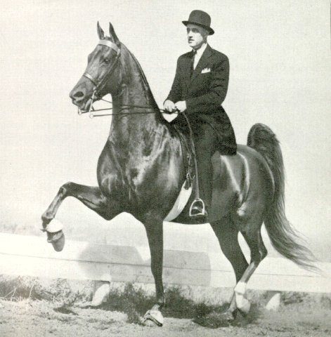 Golden America Saddlebred