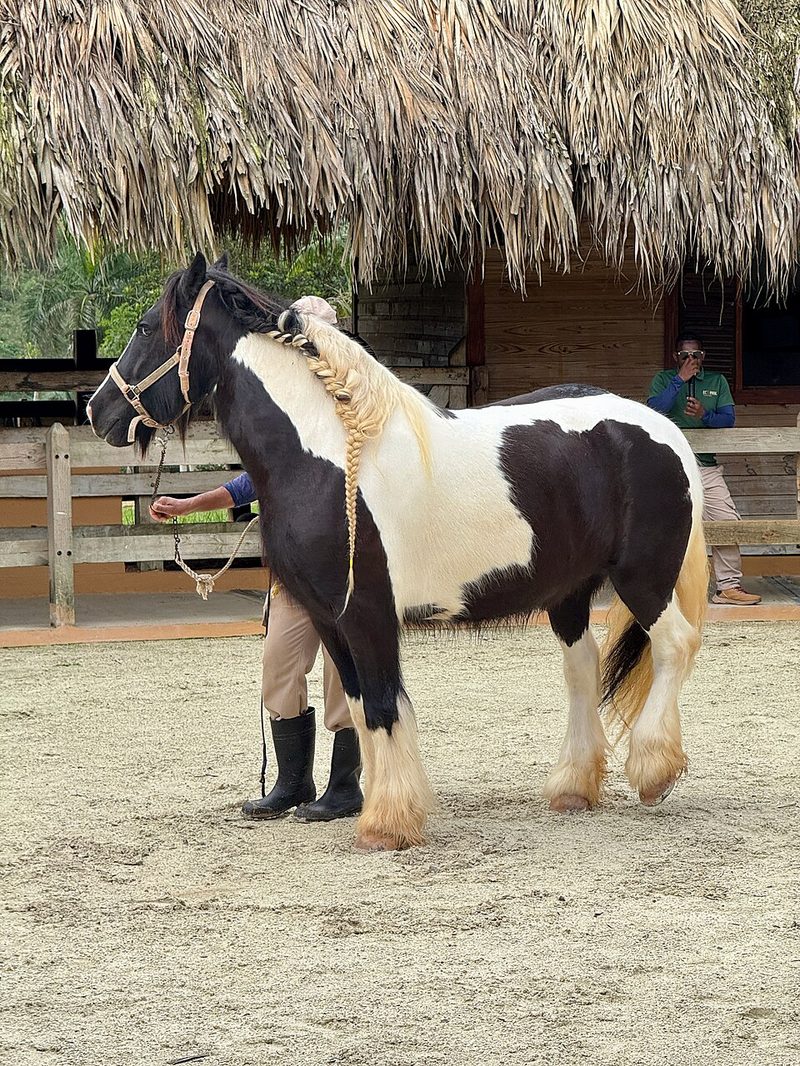 Gypsy Vanner