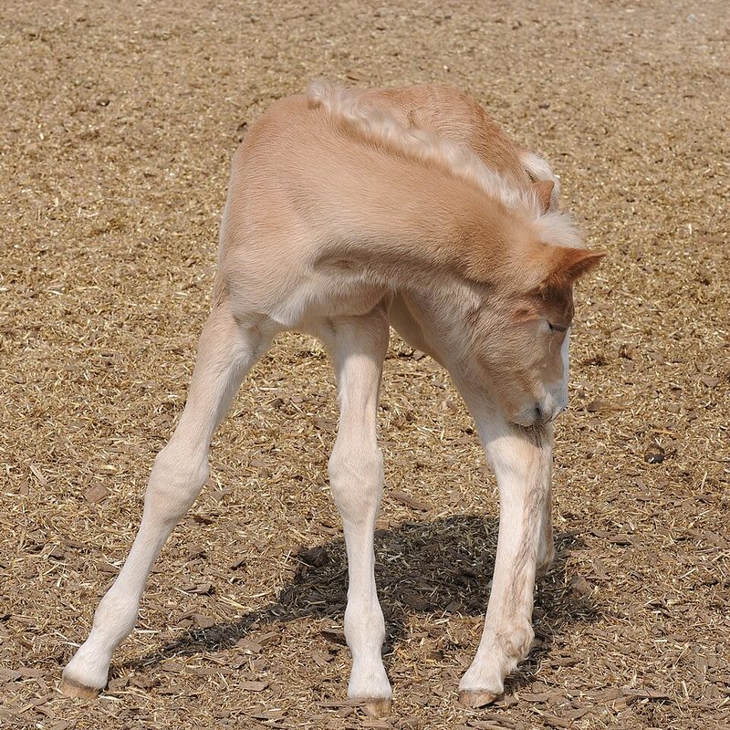 Haflinger
