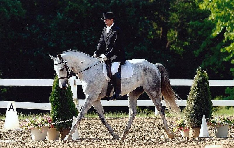 Hungarian Warmblood