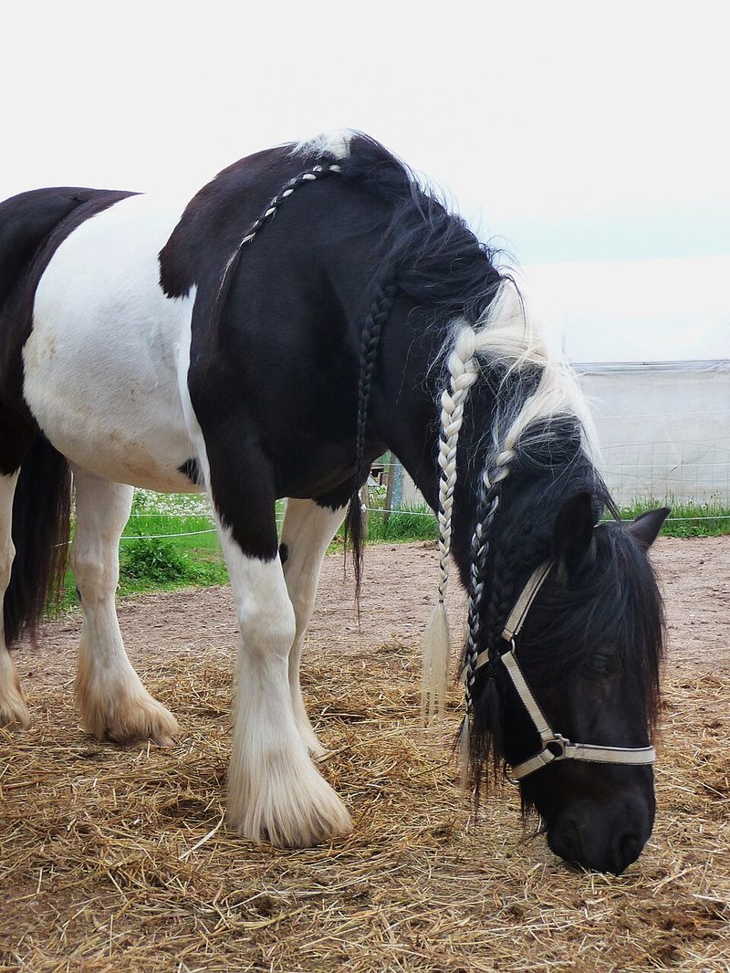 Irish Cob