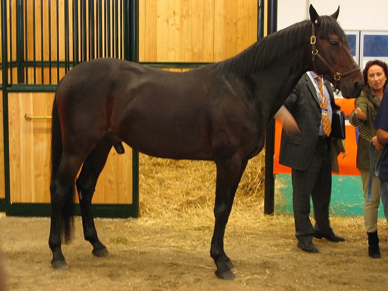 Italian Trotter