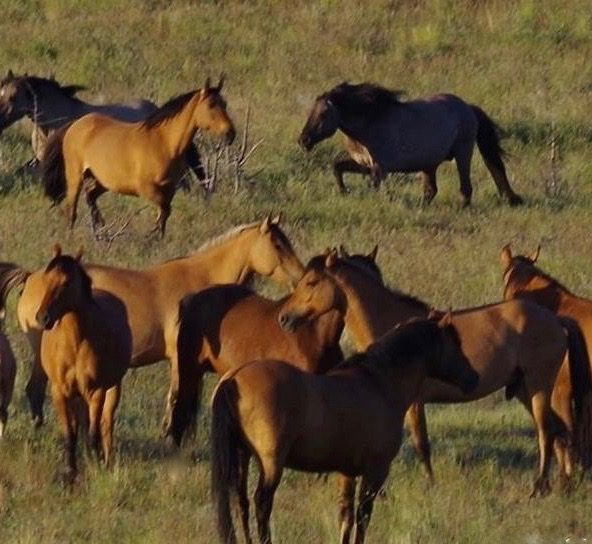 Kiger Mustang