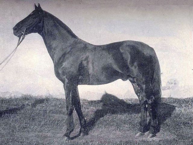 Kisber Felver