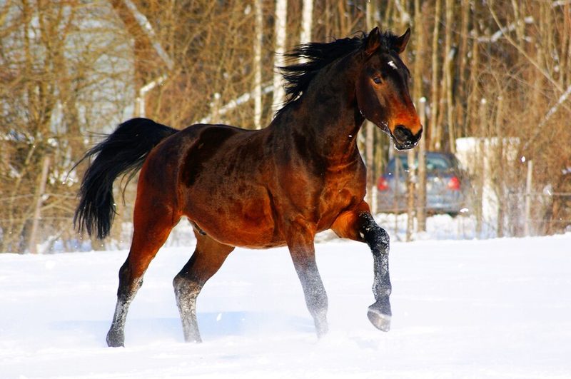 Latvian