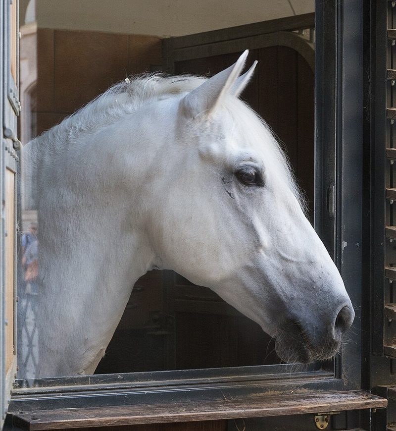 Lipizzan