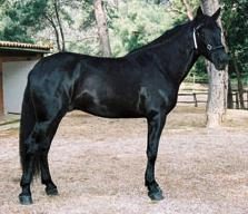 Mallorquín