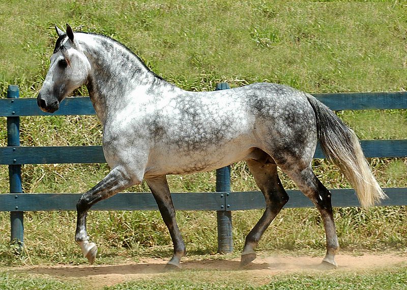 Mangalarga