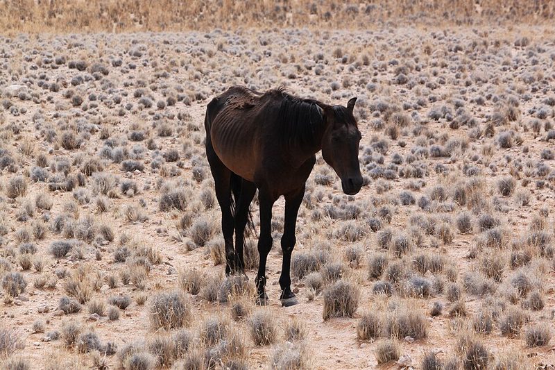 Namib Desert