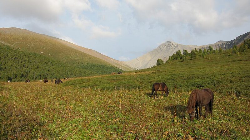 New Altai