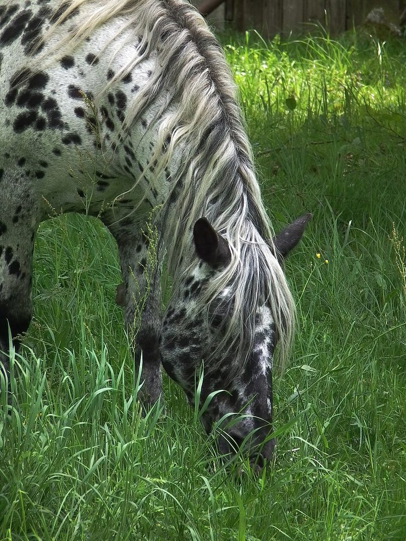 Noriker