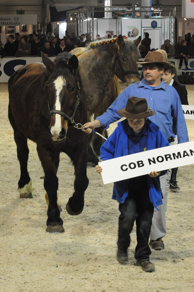 Norman Cob