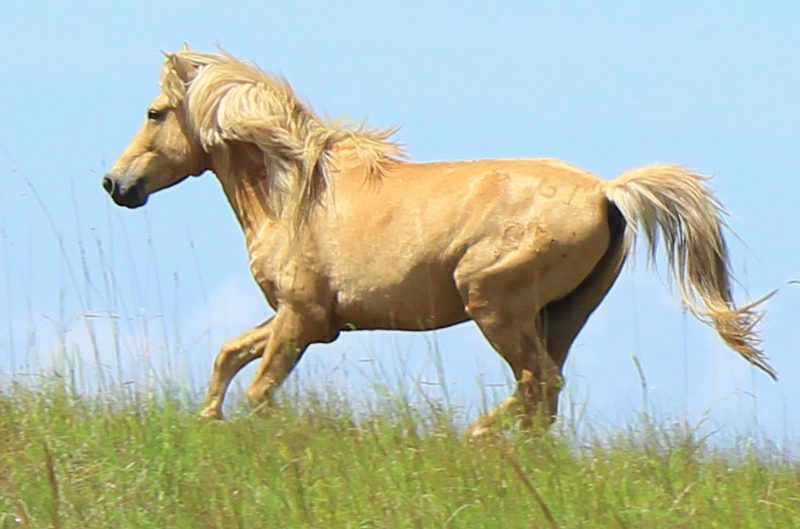 Palomino
