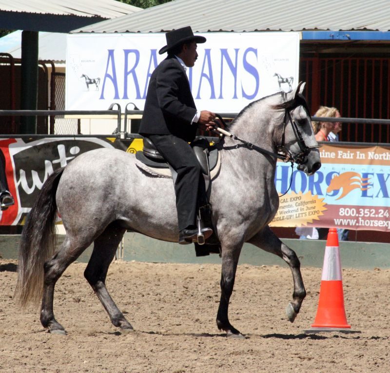 Paso Fino