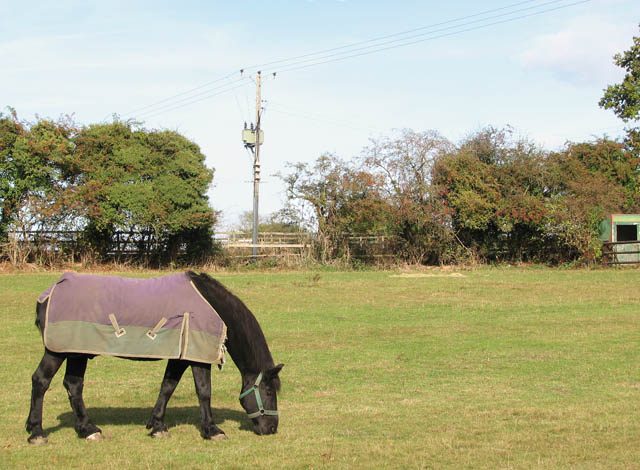 Percheron