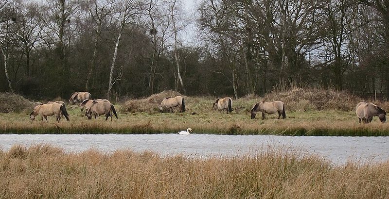 Polish Konik