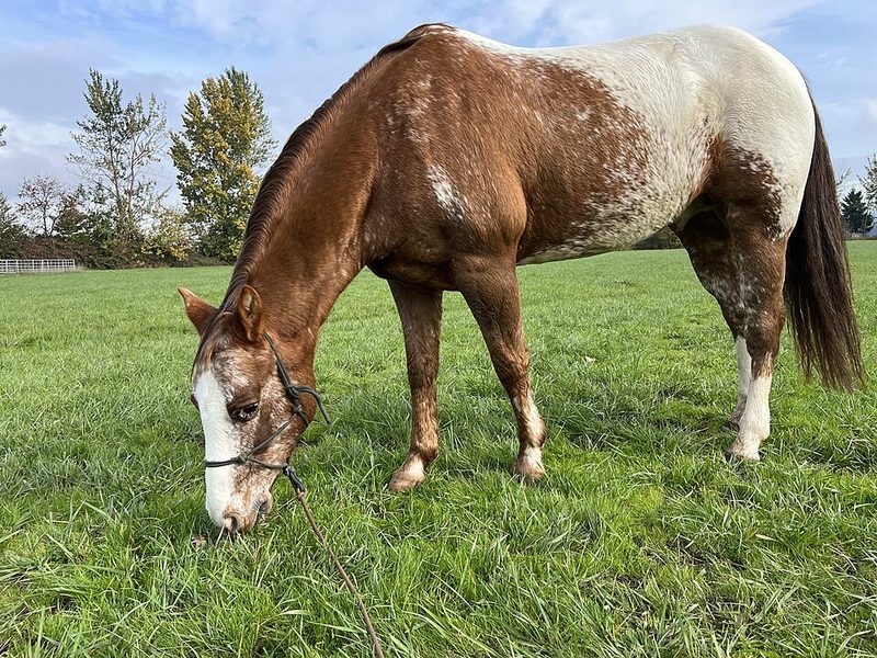 Poney des Ameriques