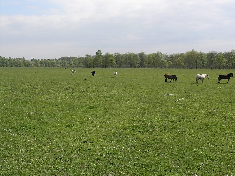 Posavac