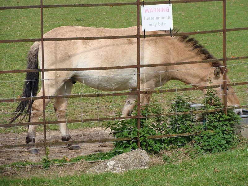Przewalski