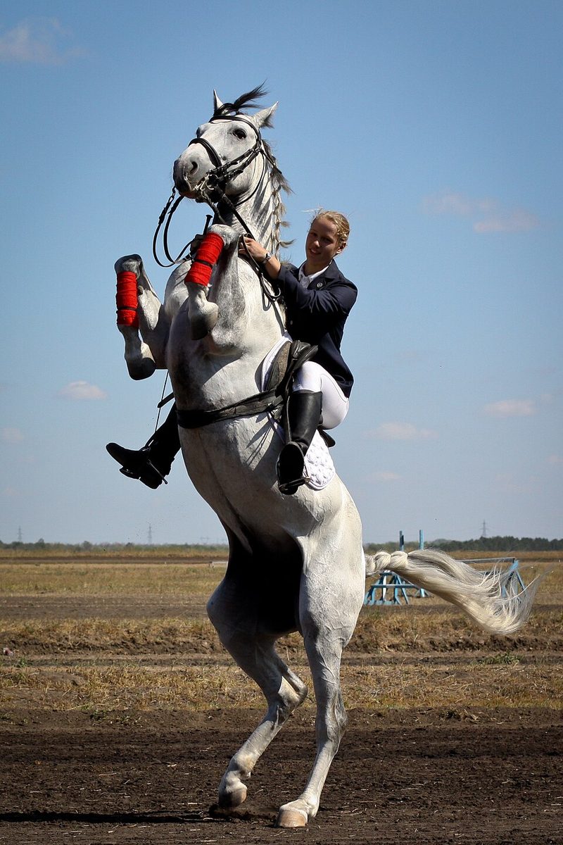 Russian Trotter