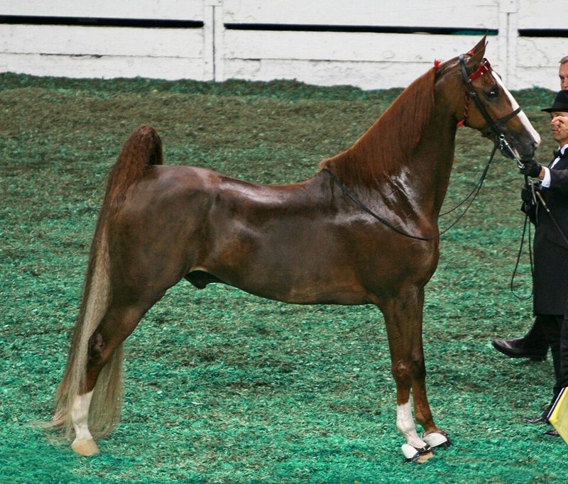 Saddlebred