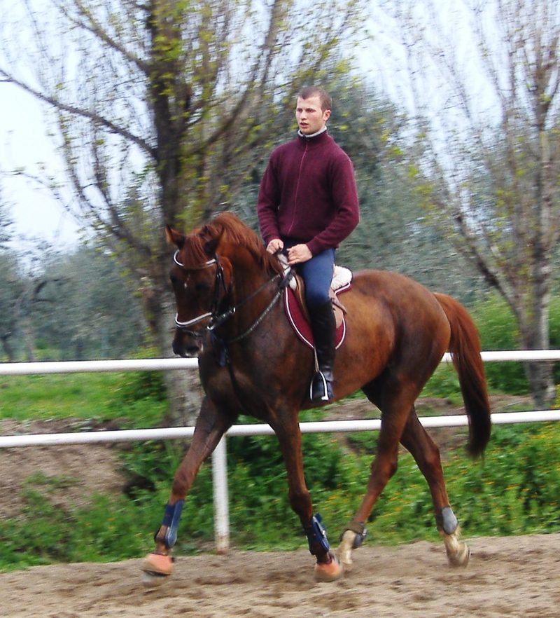 Sardinian Anglo-Arab