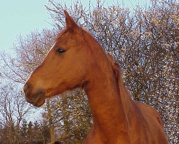 Shagya