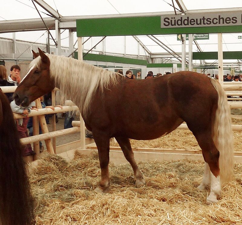 South German Coldblood