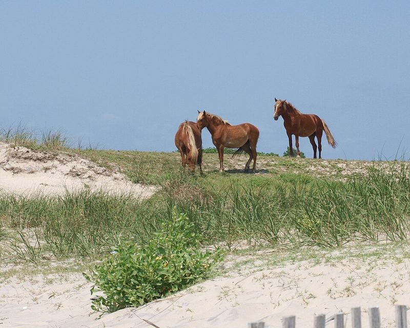 Spanish Mustang
