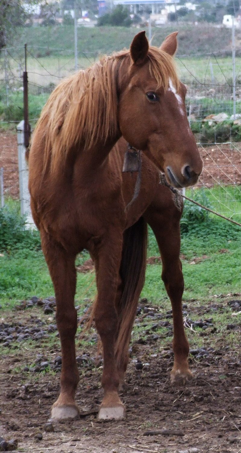 Spanish Trotter